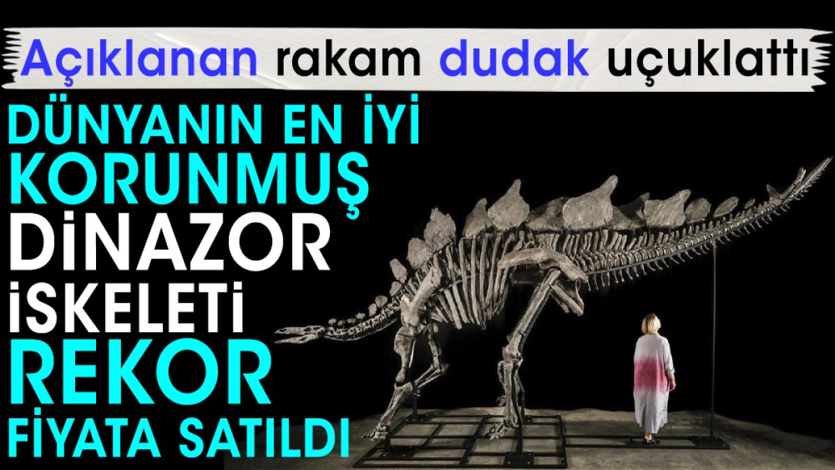 Dünyanın en iyi korunmuş dinazor iskeleti rekor fiyata satıldı. Açıklanan rakam dudak uçuklattı