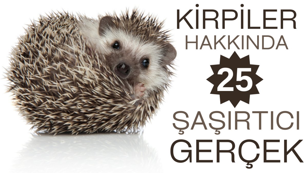 Kirpiler hakkında 25 şaşırtıcı gerçek