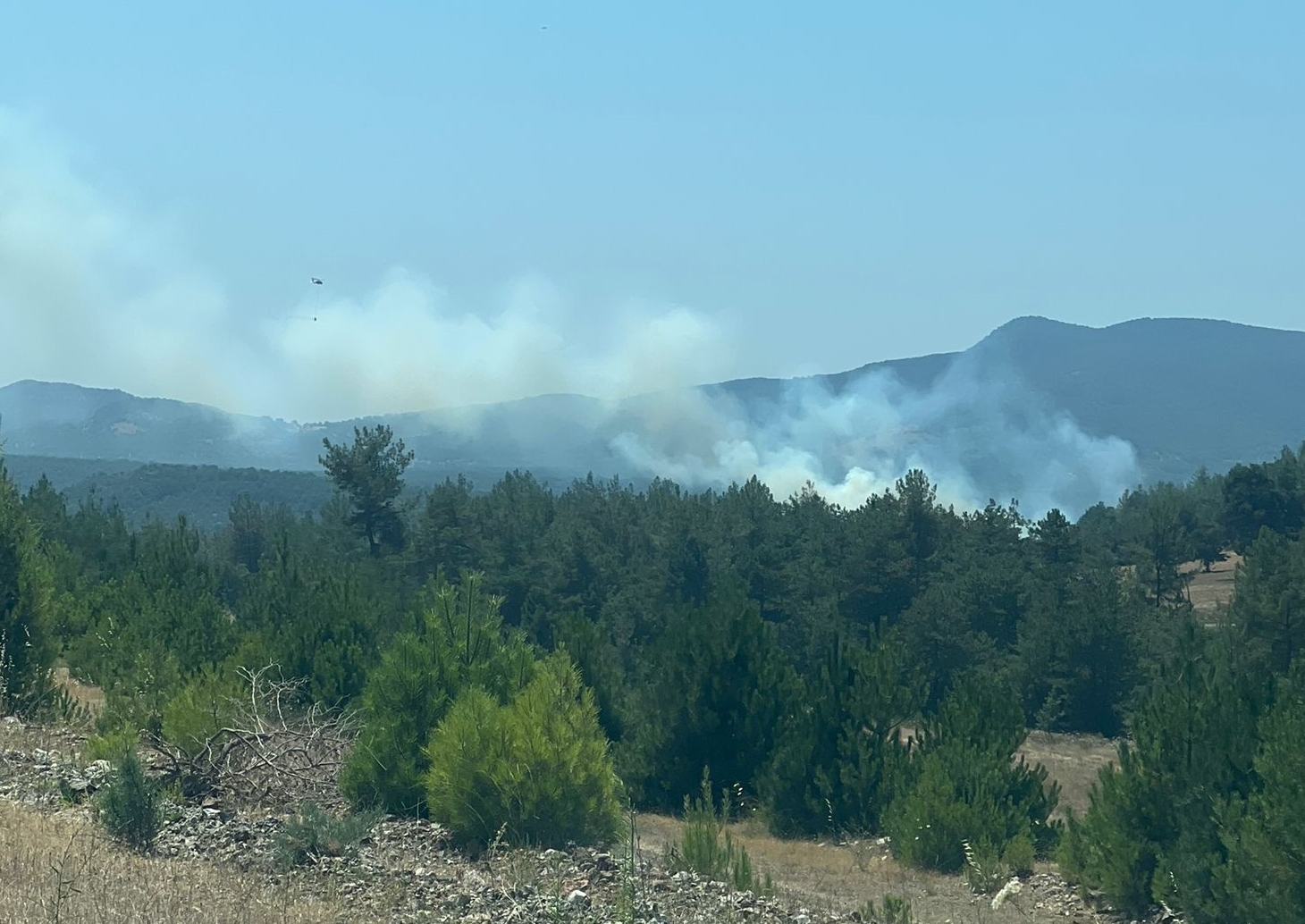 Bursa'da orman yangını