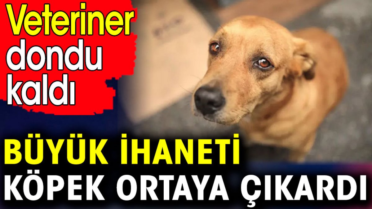 Büyük ihaneti köpek ortaya çıkardı. Veteriner dondu kaldı