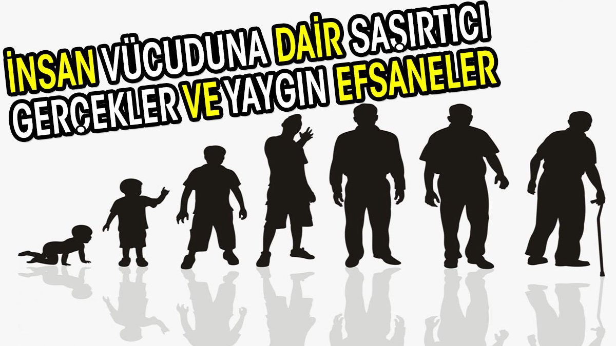 İnsan vücuduna dair şaşırtıcı gerçekler ve yaygın efsaneler