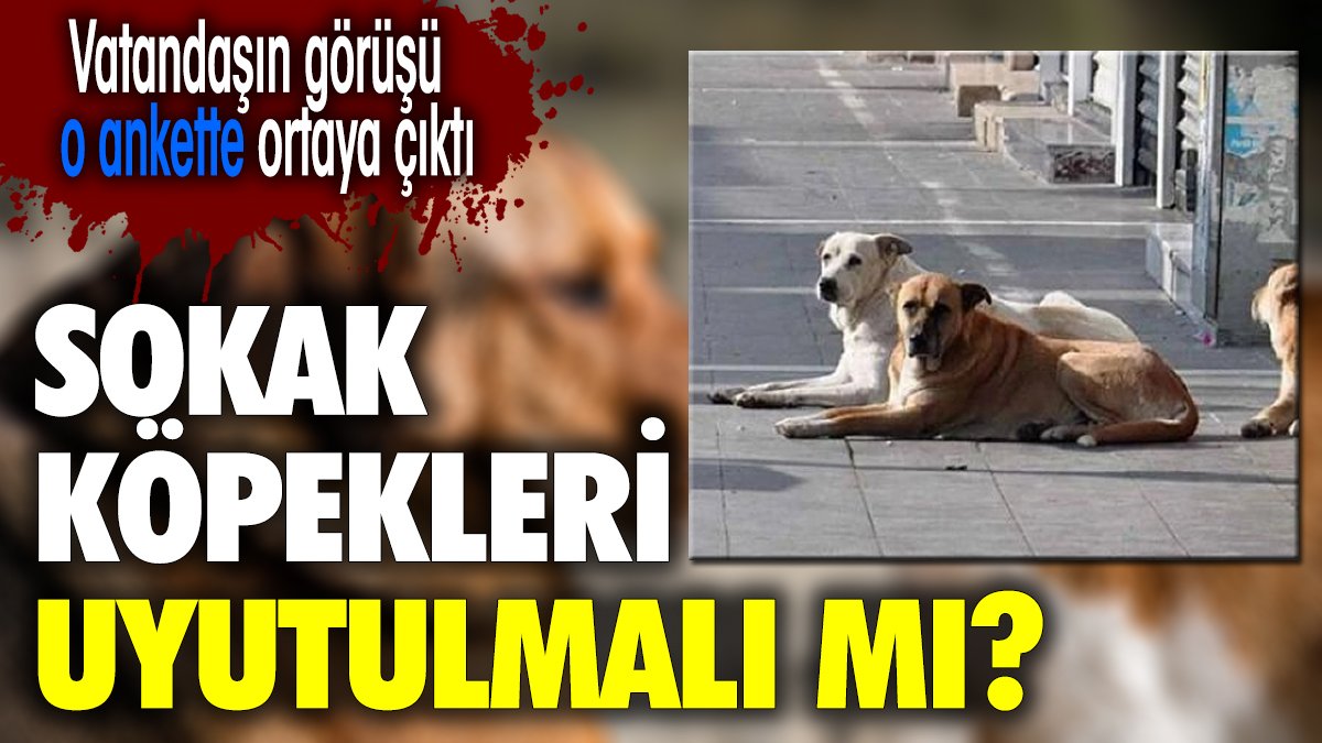 Sokak köpekleri uyutulmalı mı? Vatandaşın görüşü o ankette ortaya çıktı