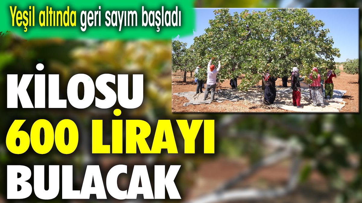 Yeşil altında geri sayım başladı. Kilosu 600 lirayı bulacak