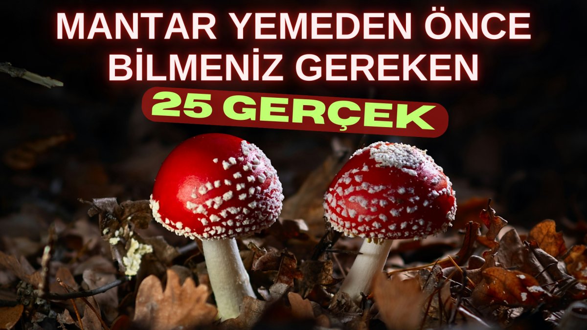 Mantar yemeden önce bilmeniz gereken 25 gerçek