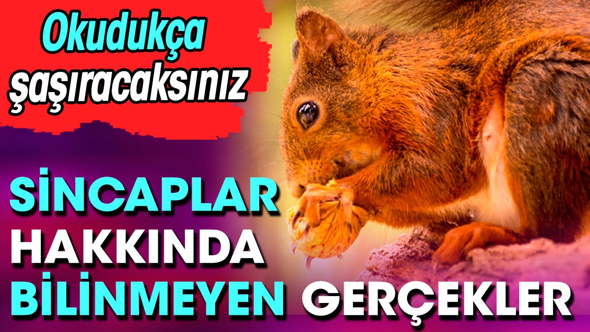 Sincaplar hakkında bilinmeyen gerçekler. Okudukça şaşıracaksınız