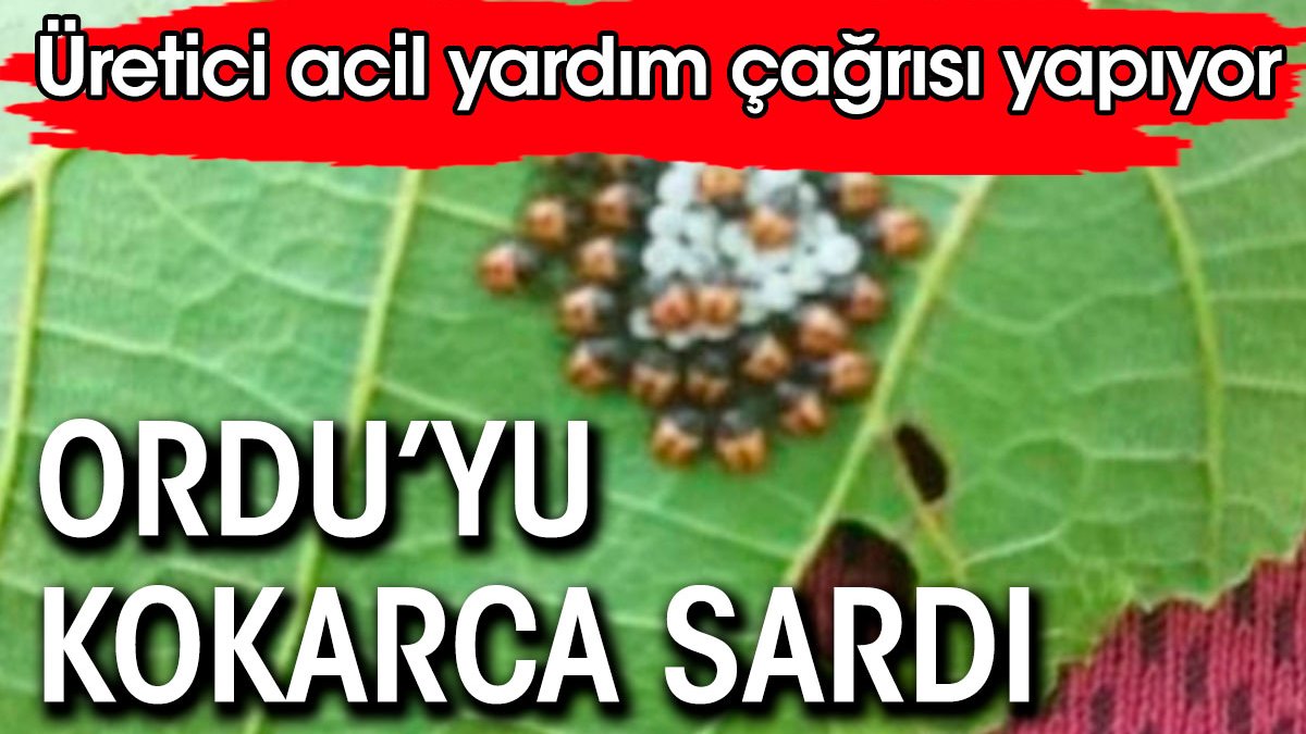 Ordu 'da kokarcalar sardı. Üretici acil yardım çağrısı yapıyor