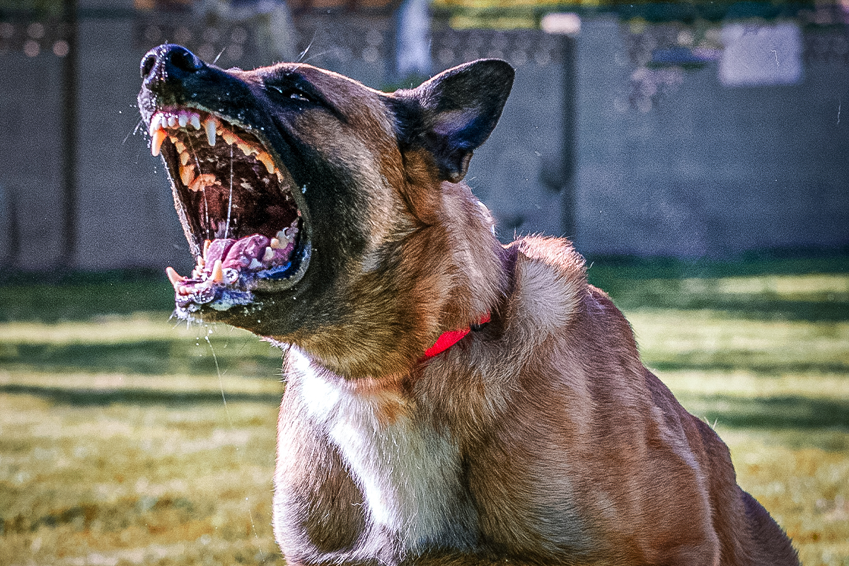 Köpek saldırısına uğrayan 2 yaşındaki kız ağır yaralı