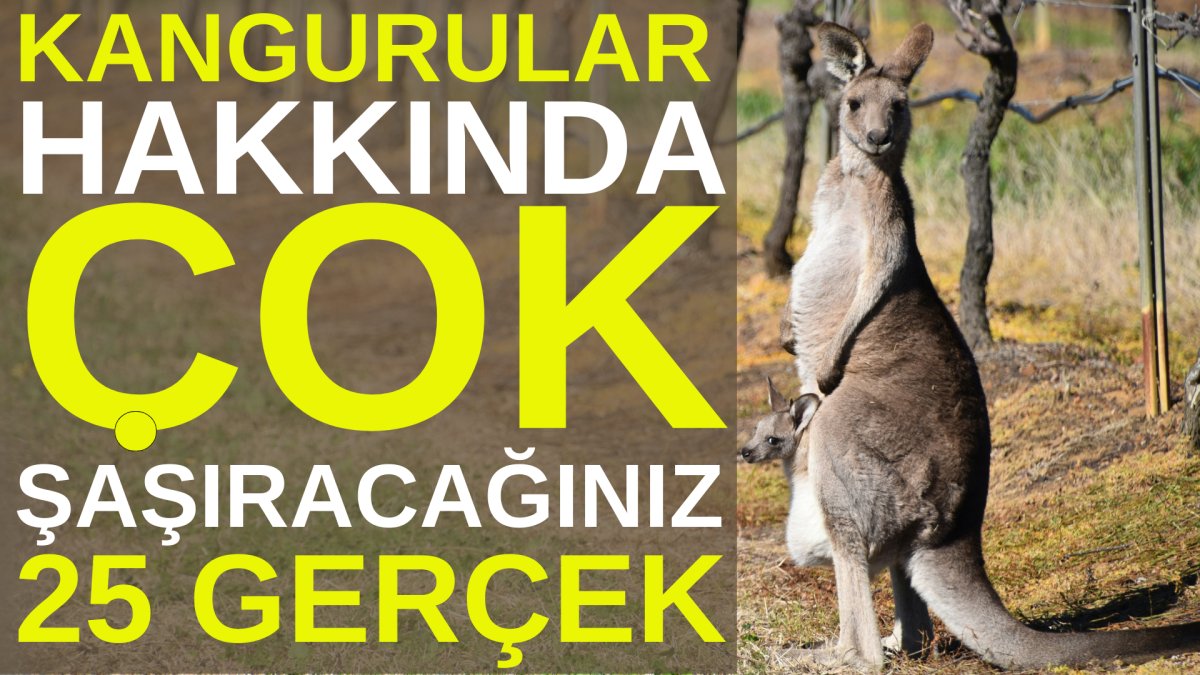 Kangurular hakkında çok şaşıracağınız 25 gerçek