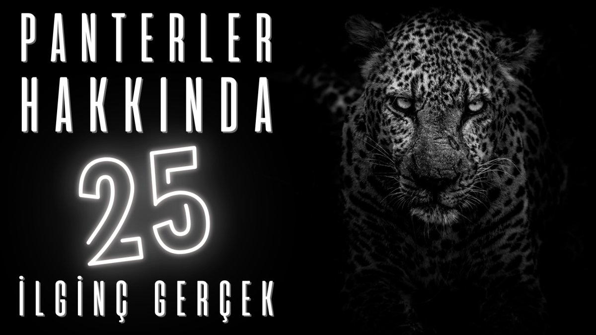 Panterler hakkında 25 ilginç gerçek