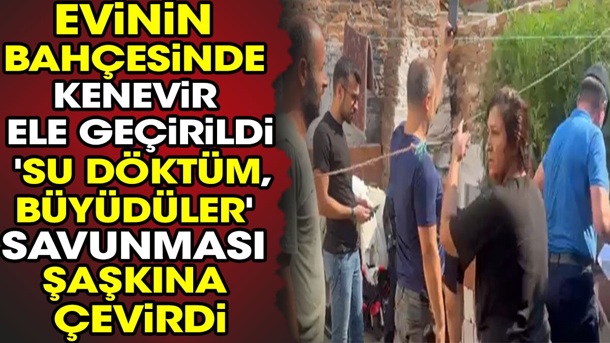 Evinin bahçesinde kenevir ele geçirildi 'Su döktüm, büyüdüler' savunması şaşkına çevirdi