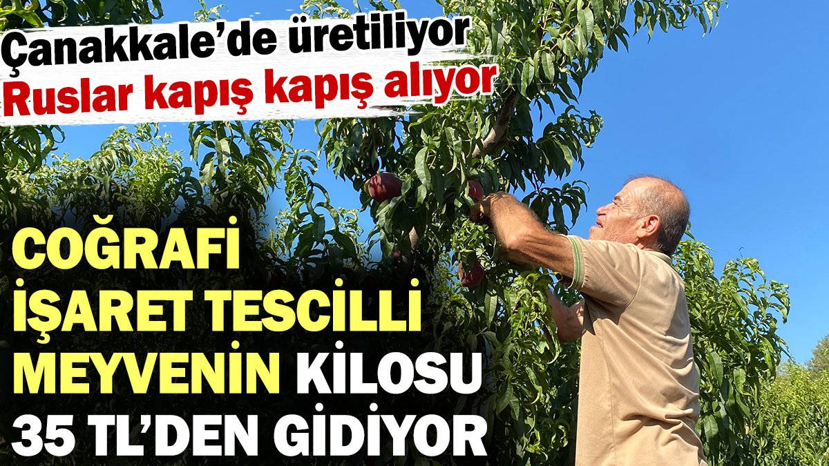 Çanakkale’de üretiliyor Ruslar kapış kapış alıyor! Coğrafi işaretli meyvenin kilosu 35 TL’den gidiyor