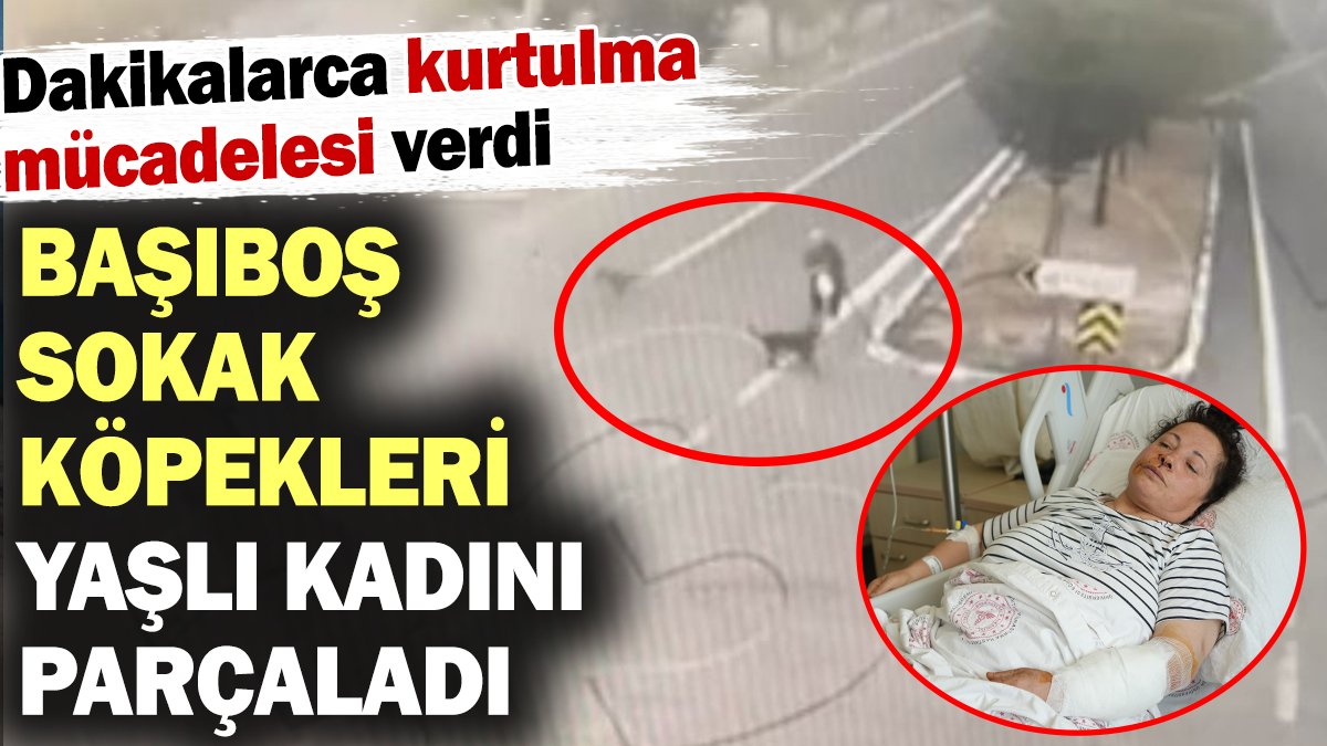 Başıboş sokak köpekleri yaşlı kadını parçaladı! Dakikalarca kurtulma mücadelesi verdi