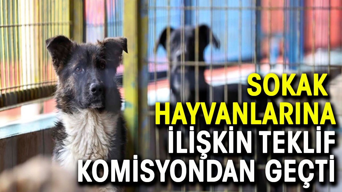 Sokak hayvanlarına ilişkin tartışmalı teklif komisyonda geçti