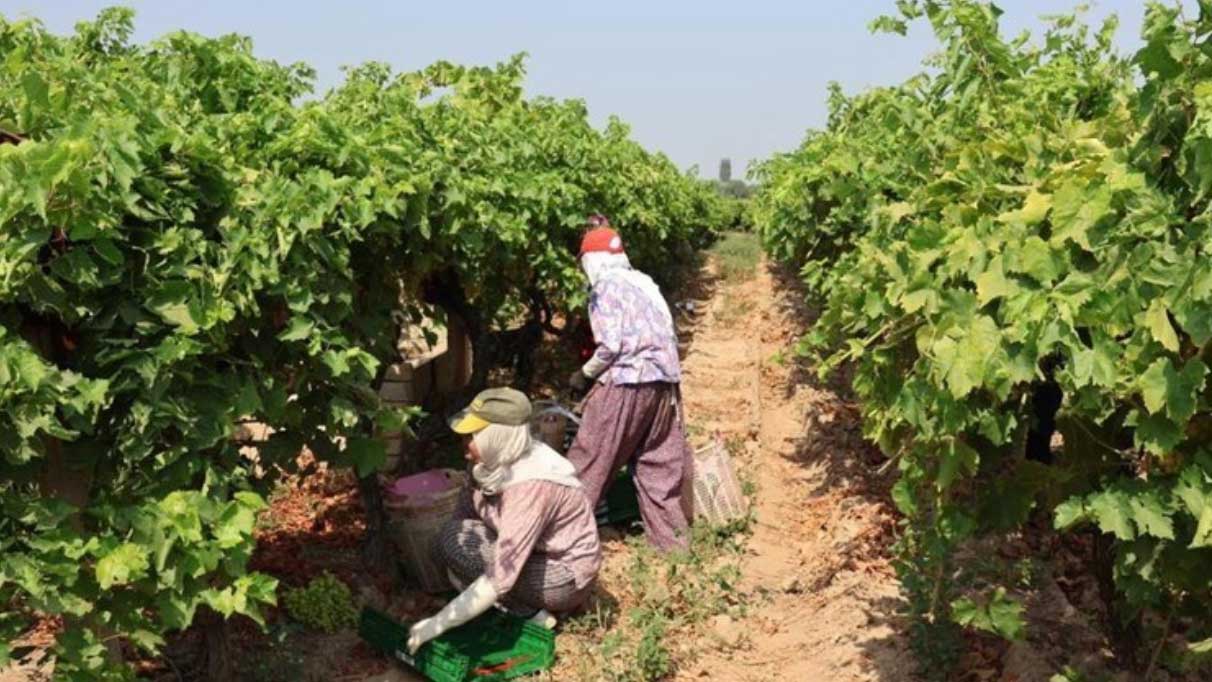 Hasat için gün sayıyor. Osmanlı mutfağının sultanı olarak biliniyor