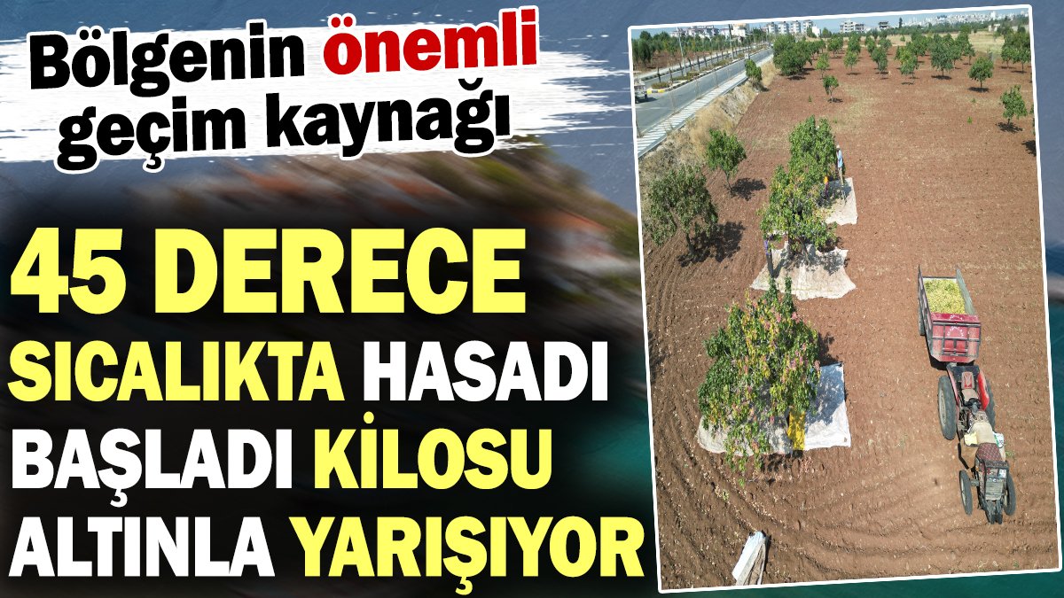 Kilosu altın ile yarışıyor 45 derecede hasadına başlandı! Bölgenin önemli geçim kaynağı