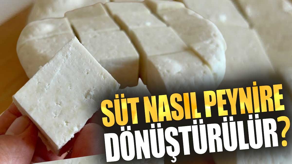 Süt Nasıl Peynire Dönüştürülür?