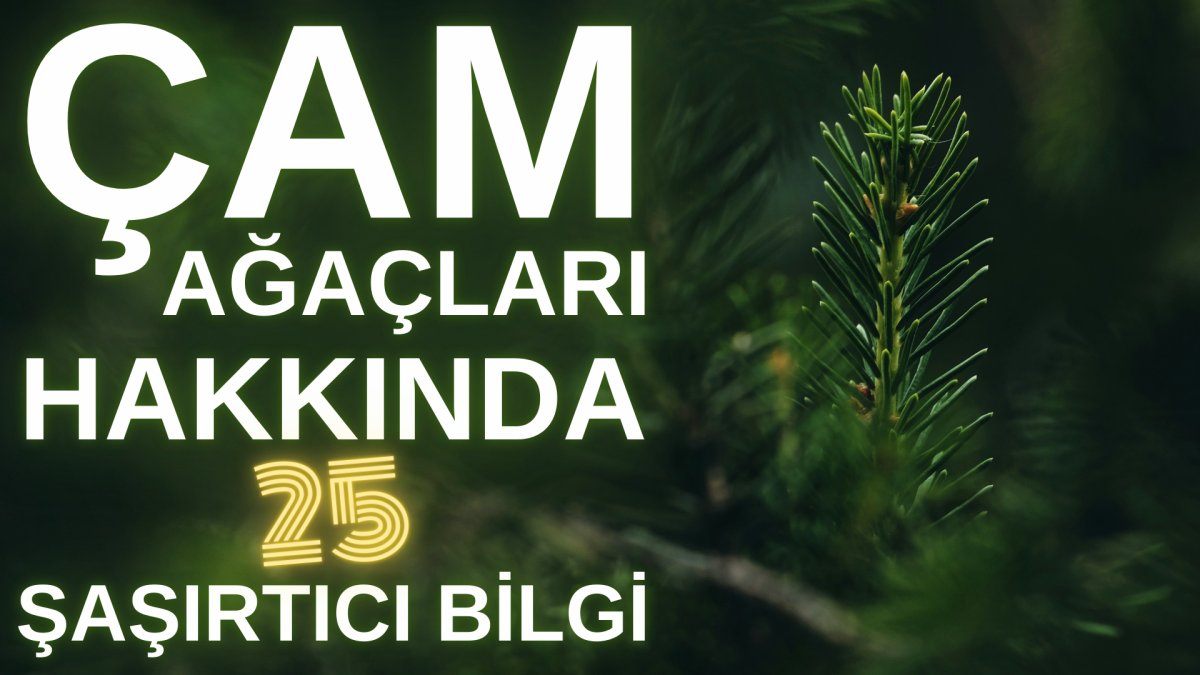 Çam ağaçları hakkında 25 şaşırtıcı bilgi