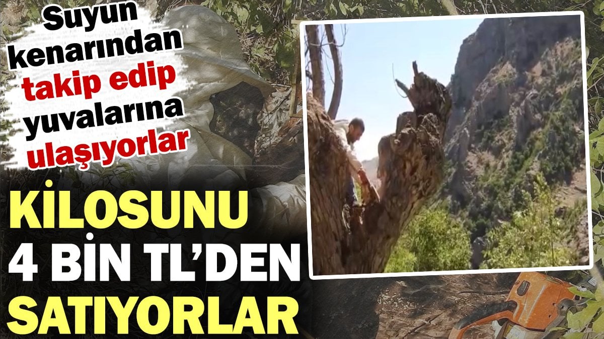 Su kenarından takip edip yuvalarına ulaşıyorlar! Kilogramını 4 bin liradan satıyorlar