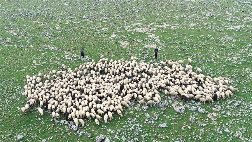 Hayvancılığın desteklenmesine ilişkin karar Resmi Gazete’de