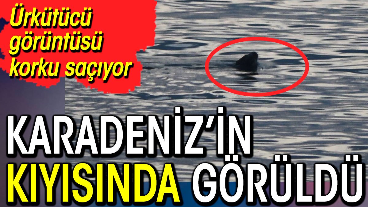 Karadeniz'in kıyısında görüldü. Ürkütücü görüntüsü korku saçıyor