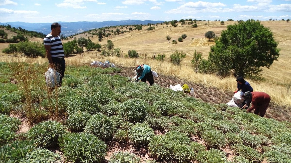 Şifa deposunun kilosu tarlada 15-20 TL