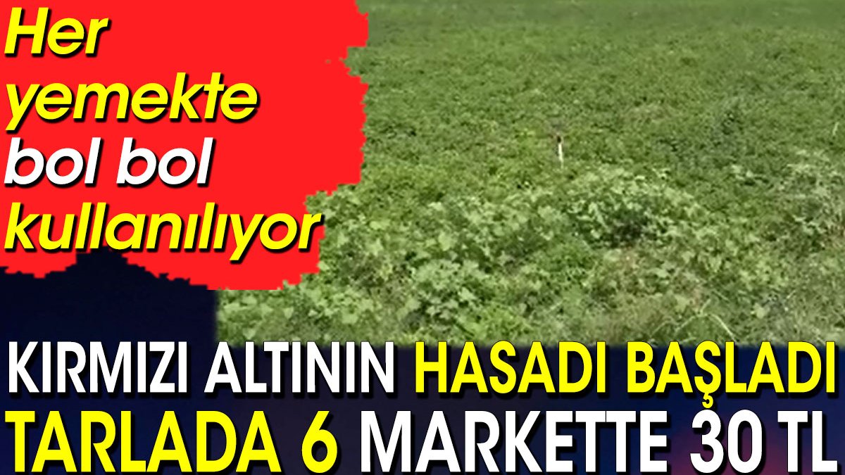 Kırmızı altının hasadı başladı tarlada 6 markette 30 TL. Her yemekte bol bol kullanılıyor