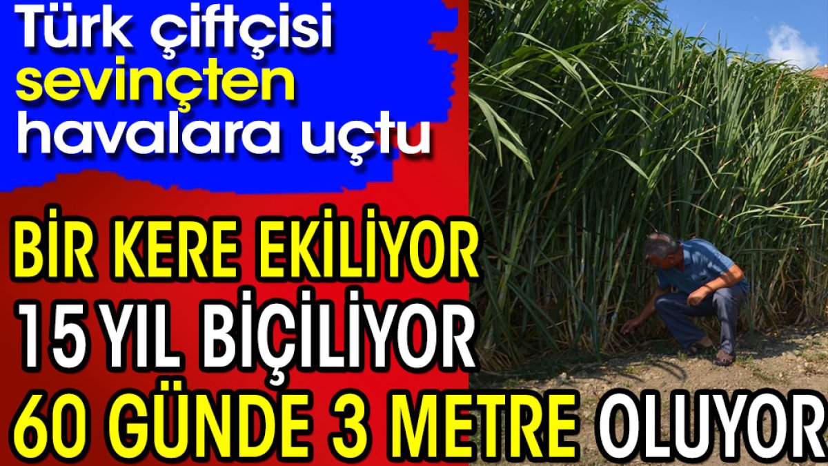 Bir kere ekiliyor 15 yıl biçiliyor 60 günde 3 metre oluyor. Türk çiftçisi sevinçten havalara uçtu