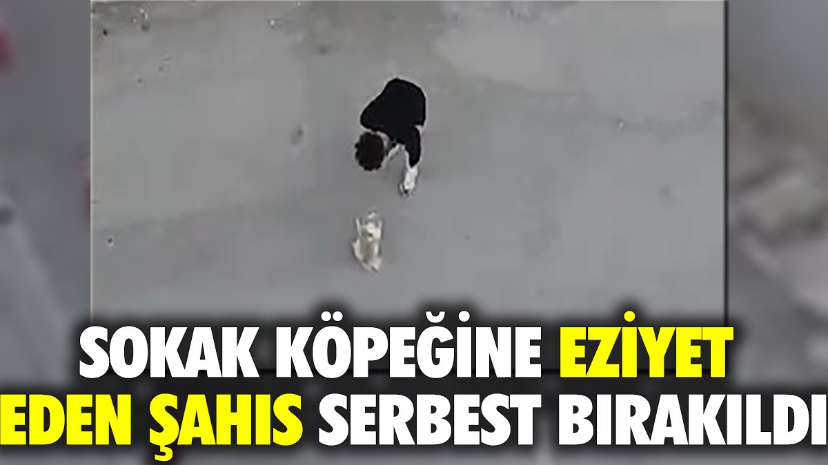 Sokak köpeğine eziyet eden şahıs serbest bırakıldı