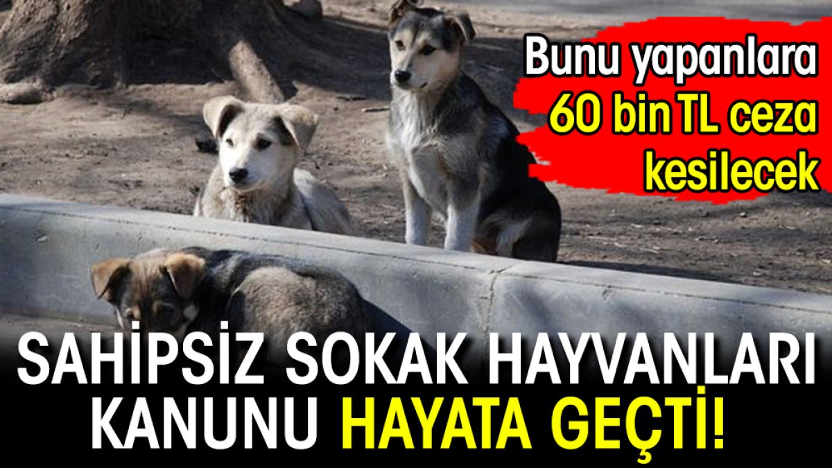 Sahipsiz sokak hayvanları kanunu hayata geçti! Bunu yapanlara 60 bin TL ceza kesilecek