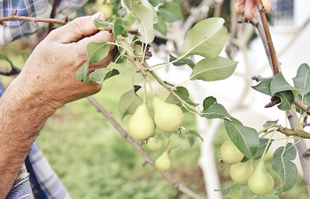 Bodrum’da armut ağacı meyve verdi