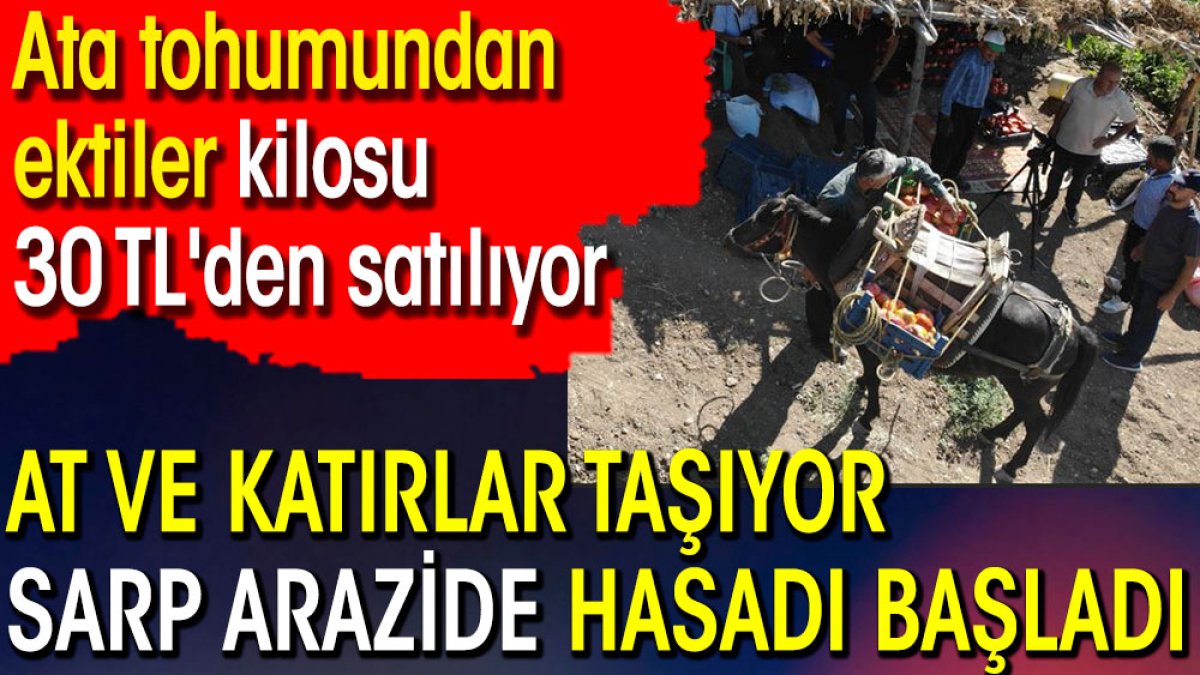 At ve katırlarla taşınıyor sarp arazide hasadı başladı. Ata tohumundan ektiler kilosu 30 TL'den satılıyor