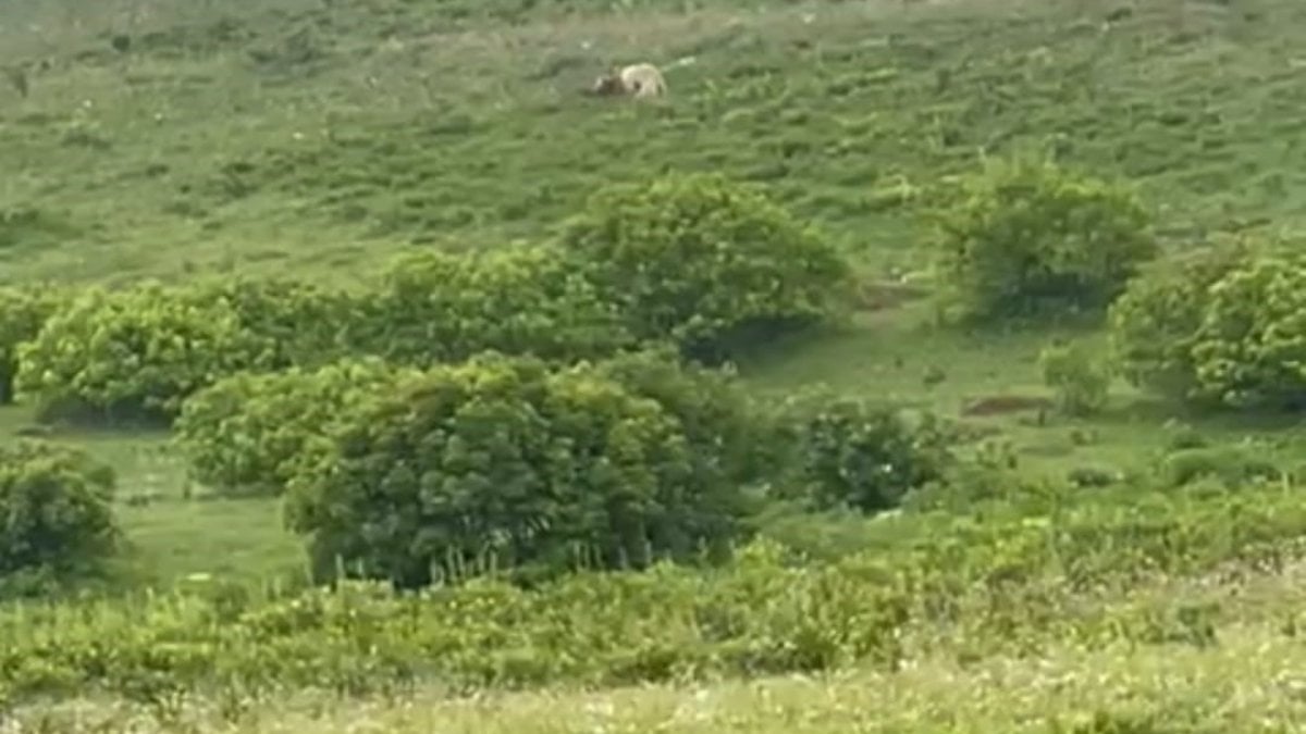 Ardahan Posof'ta beyaz boz ayılar görüntülendi