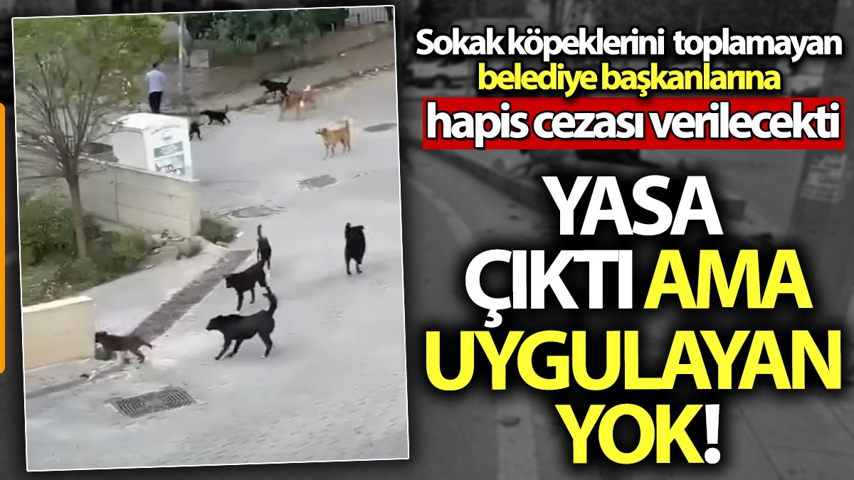 Yasa çıktı ama uygulayan yok! Sokak köpeklerini toplamayan belediye başkanlarına hapis cezası verilecekti