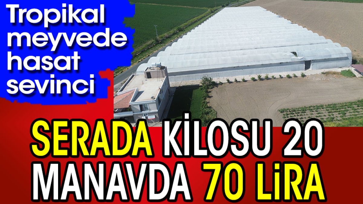 Serada kilosu 20  manavda 70 TL. Tropikal meyvede hasat sevinci