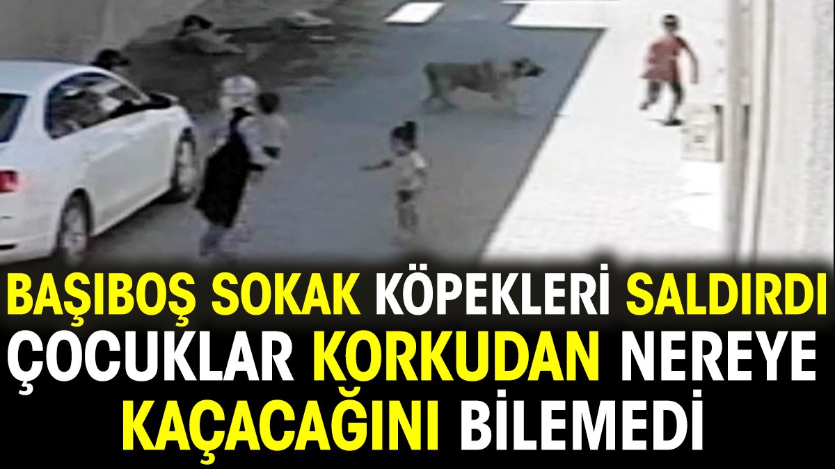 Başıboş sokak köpekleri saldırdı. Çocuklar korkudan nereye kaçacağını bilemedi