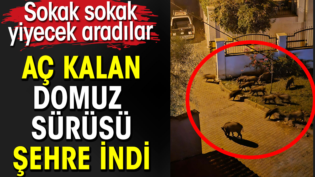 Aç kalan domuzlar şehre indi. Sokak sokak yiyecek aradılar