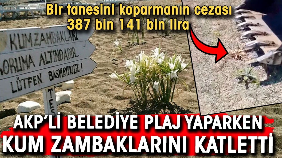 Kadınlar plajı yapan AKP'li belediye koruma altındaki kum zambaklarını katletti