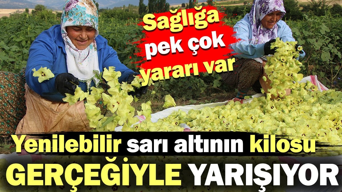 Yenilebilir sarı altının kilosu gerçeğiyle yarışıyor! Sağlığa da faydası çok