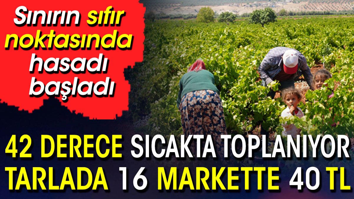 42 derece sıcakta toplanıyor Tarlada 16 markette 40 TL. Sınırın sıfır noktasında hasadı başladı