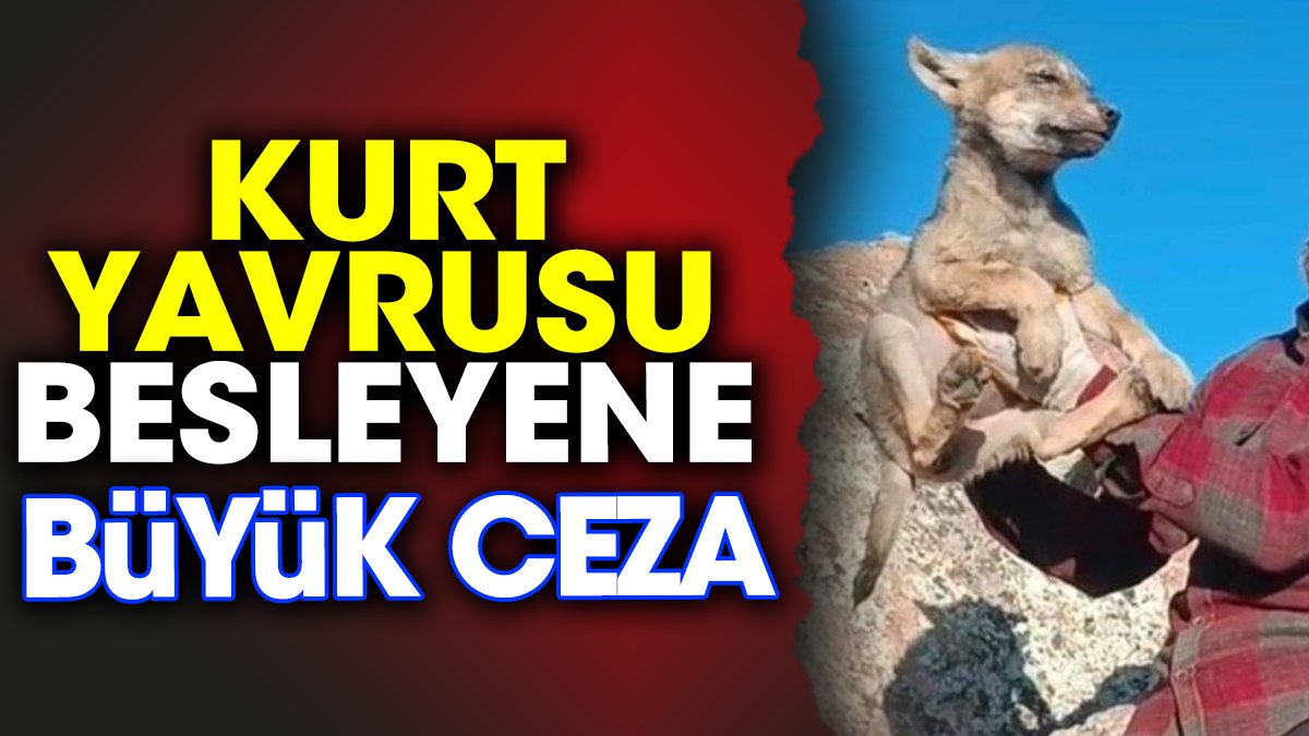 Kurt yavrusu besleyene büyük ceza