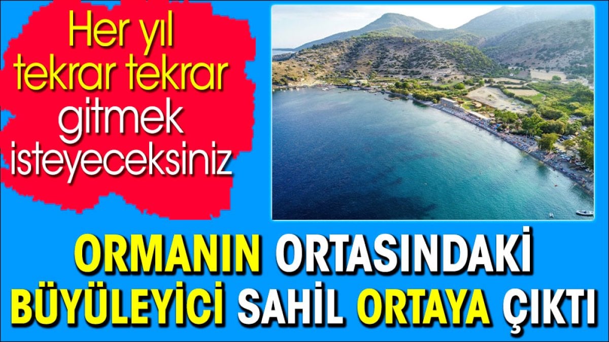 Ormanın ortasındaki büyüleyici sahil ortaya çıktı. Her yıl tekrar tekrar gitmek isteyeceksiniz