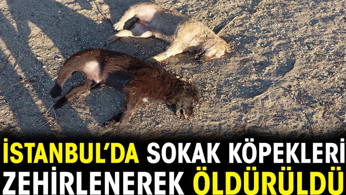 İstanbul’da sokak köpekleri zehirlenerek öldürüldü