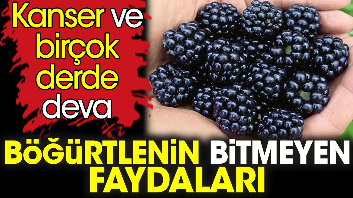 Böğürtlenin bitmeyen faydaları. Kanser ve birçok derde deva