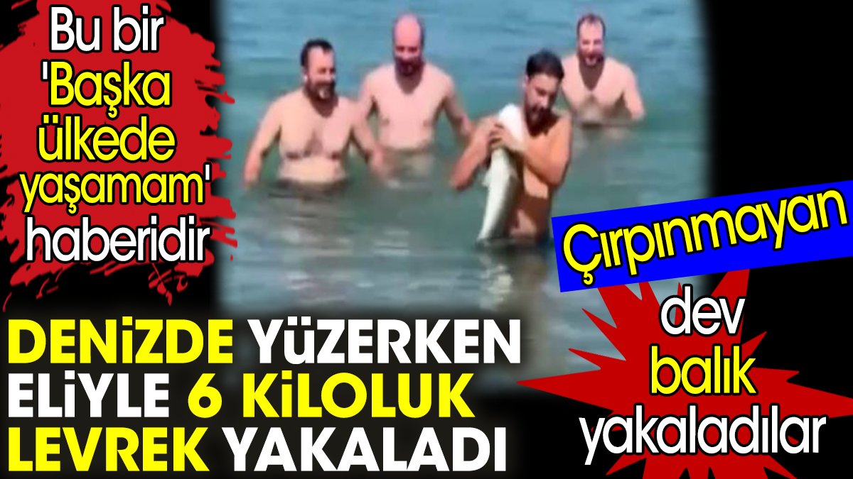 Denizde yüzerken eliyle 6 kiloluk levrek yakaladı. Çırpınmayan dev balık 'Teslim' oldu