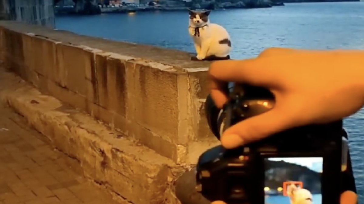 Fotoğrafını çeken kişiye adeta poz veren kedi güldürdü