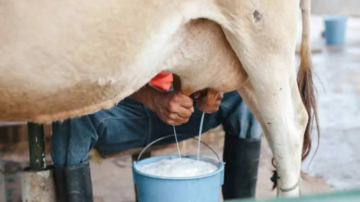 İnek sütü üretiminde yüzde 6,4'lük artış