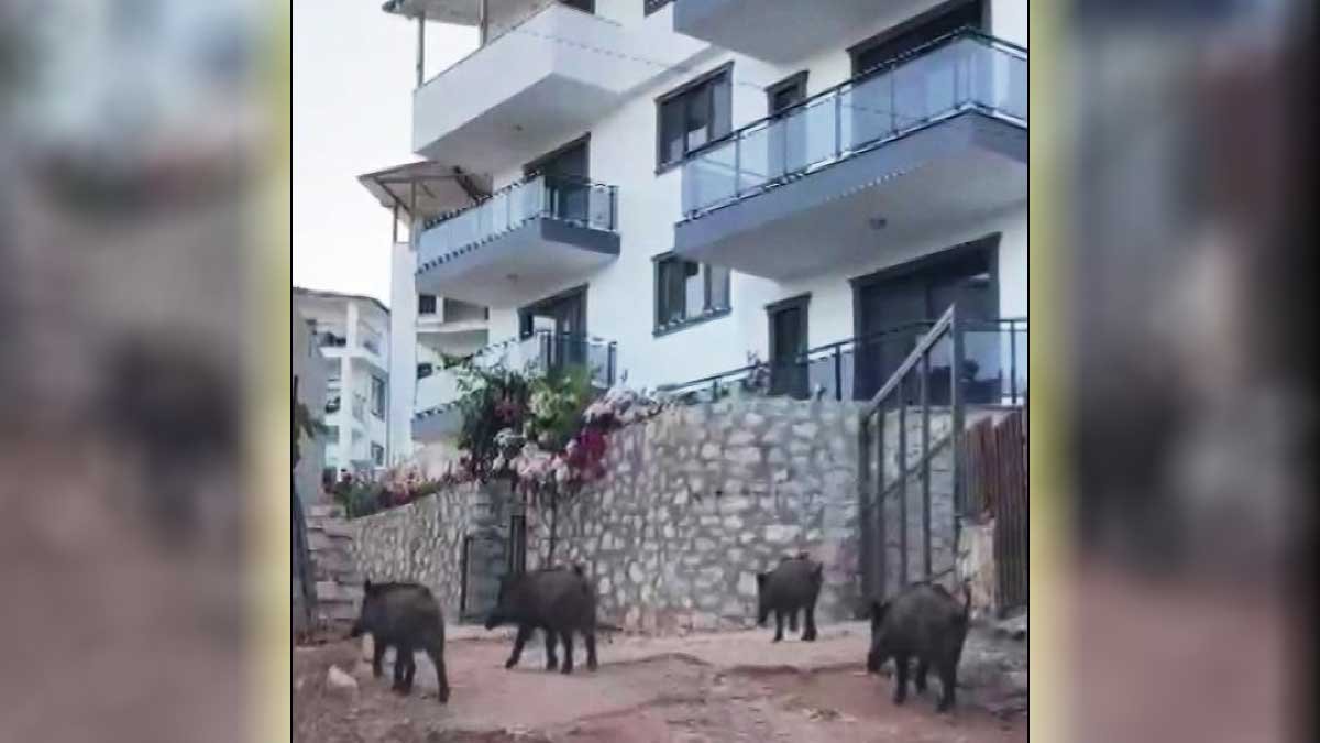 Kaş'ta şehir merkezine inen yaban domuzları yiyecek aradı