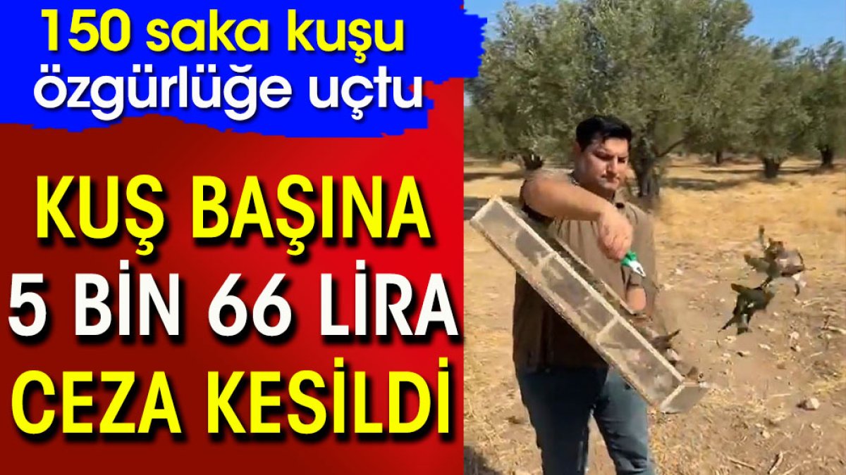 Kuş başına 5 bin 66 lira ceza kesildi. 150 saka kuşu özgürlüğe uçtu