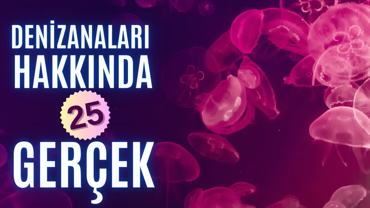 Denizanaları hakkında 25 ilginç gerçek