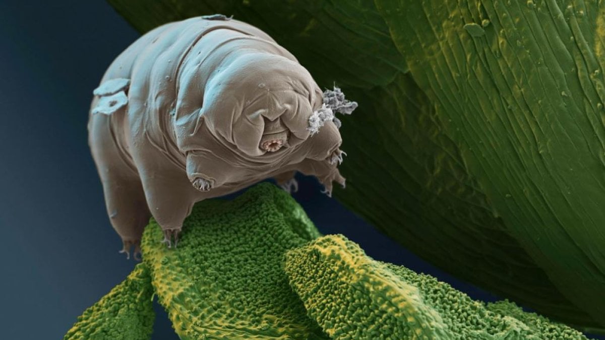 Tardigrad nedir?